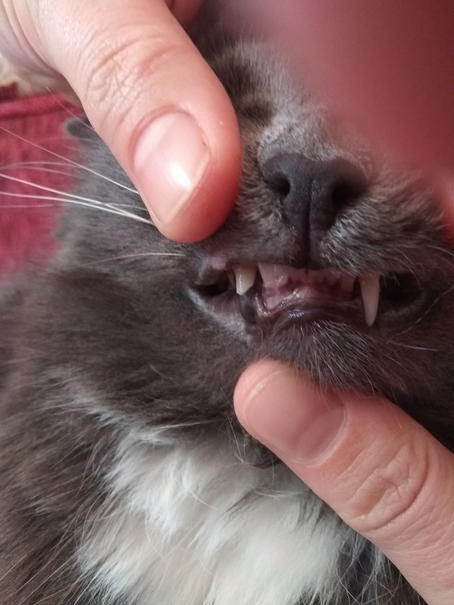 Вопрос ветеринару: как лечат кошачьи зубы?