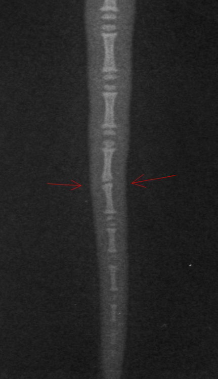 Small Skeletal _ 10 kg-Elbow LAT-08.04.2019-15_01_58-902.JPEG