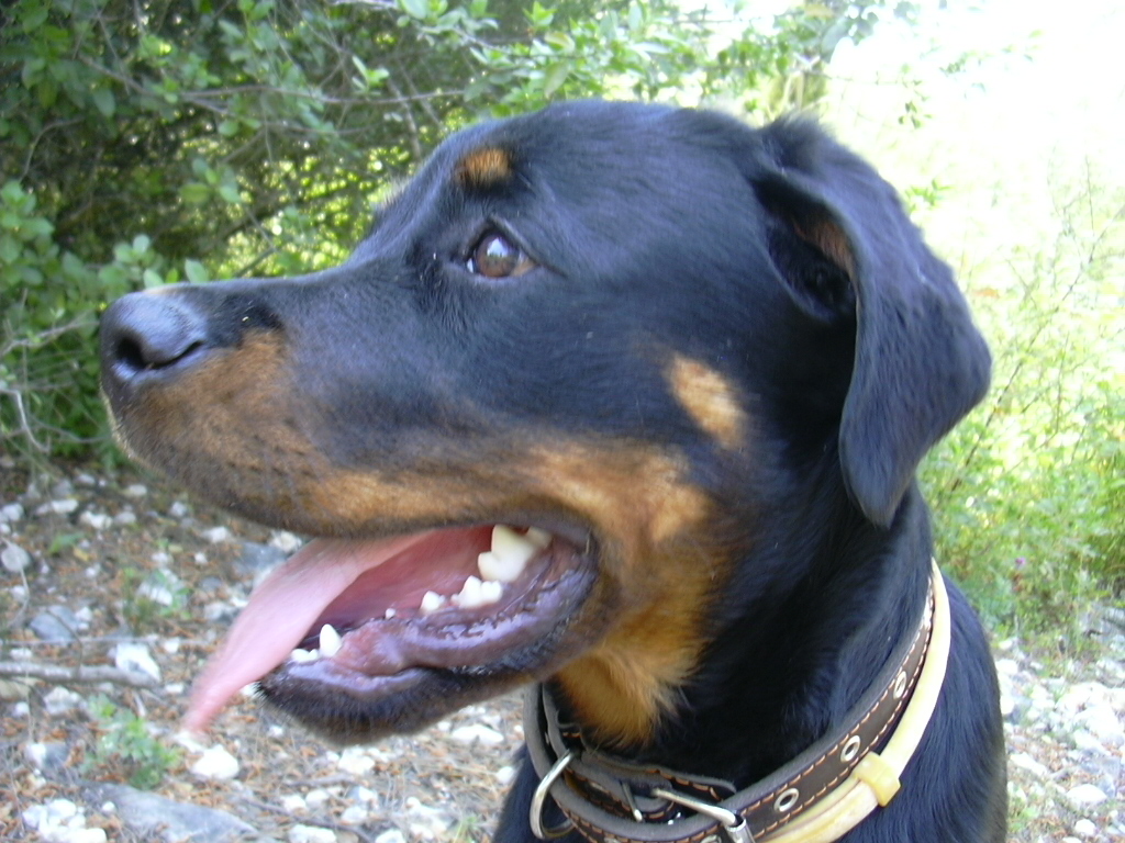 Rottweiler cropped ears - 🧡 Ответы Mail.ru: Стоит ли купировать уши ротвей...